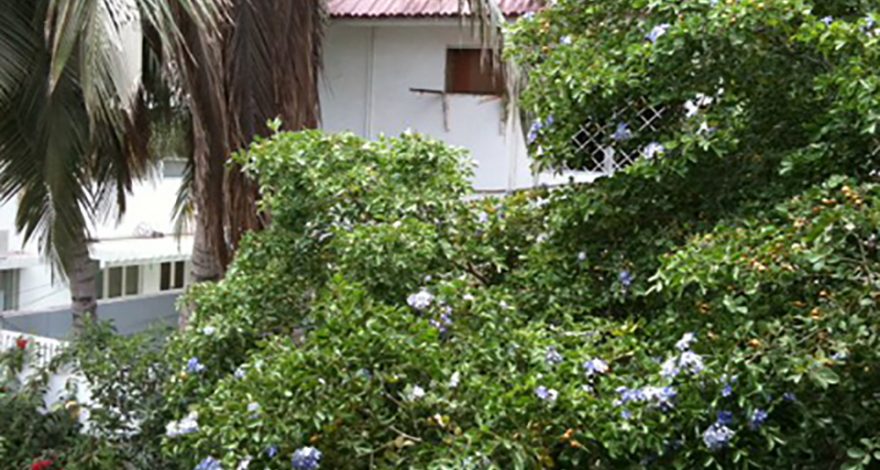 Sehba Sarwar